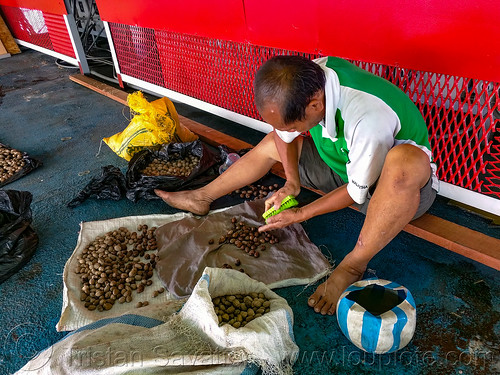 man cleaning areca nuts with brush, areca nuts, bags, betel nuts, betelnut, ferry, ferryboat, man, ship, sitting, working