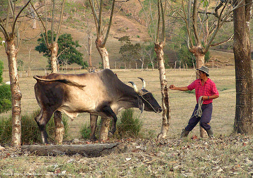 man handling his ox (costa rica), costa rica, cow, man, ox, rope