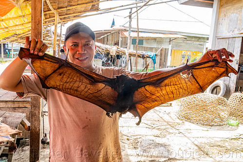 man holding dead fruit bat, bat meat, bat wings, black flying foxes, black fruit bats, bushmeat, dead bat, meat market, meat shop, pteropus alecto, raw meat, wildlife