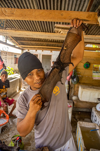 man holding dead fruit bat, bada valley, bat meat, bat wings, black flying foxes, black fruit bats, bushmeat, dead bat, meat market, meat shop, pteropus alecto, raw meat, wildlife