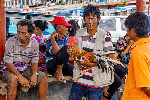 man holding his gamecock rooster, bird, bolu market, cock-fighting, cockbird, fighting rooster, pasar bolu, poultry, rantepao, tana toraja