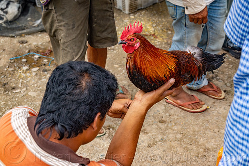 man holding his gamecock rooster, bird, bolu market, cock-fighting, cockbird, fighting rooster, pasar bolu, poultry, rantepao, tana toraja