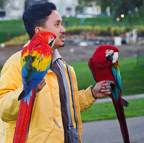 man holding his two macaw parrots - scarlet macaw and red-and-green macaw, ara macao, birds, colorful, green-winged macaw, hands, man, parrots, psittacidae, red-and-green macaw, scarlet macaw