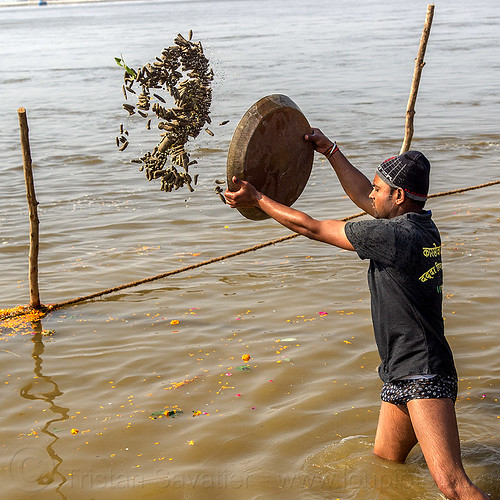 man throwing clay shiva lingas in ganges river (india), clay, ganga, ganges river, hindu ceremony, hindu pilgrimage, hinduism, kumbh mela, lingams, man, offerings, river bank, shiva linga, shiva lingam, shivling, throwing, tray, wading