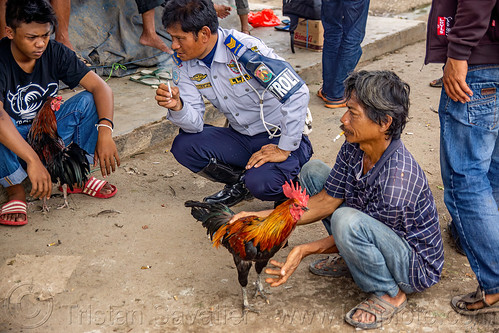 man with his gamecock rooster, birds, bolu market, cock-fighting, cockbirds, fighting rooster, pasar bolu, poultry, rantepao, roosters, tana toraja