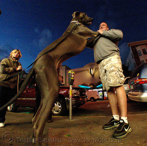 man with his great dane, big dog, fisheye, great dane, man