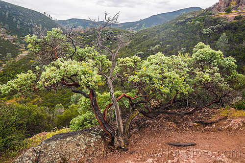 manzanita shrub - arctostaphylos, arctostaphylos, hiking, landscape, manzanita, pinnacles national park, plants, rock formations, shrub