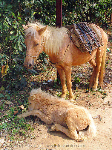 mare and her foal - baby horse (vietnam), baby horse, foal, horses, mare, pack animal, pack horse, vietnam, vietnamese hmong horse, working animal