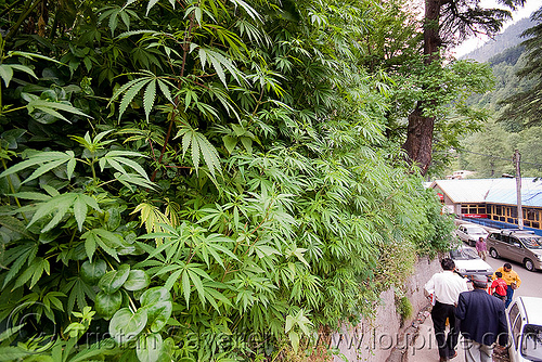 marijuana - cannabis grows like weed - manali (india), cannabis sativa, ganja, indian hemp, leaves, manali, plants, weed, wild cannabis