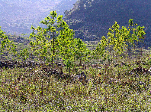 marijuana garden (vietnam), cannabis sativa, ganja, indian hemp, plants, weed, wild cannabis