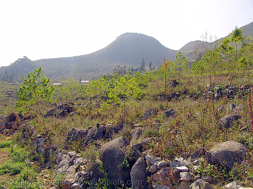 marijuana plant - endemic (vietnam), cannabis sativa, ganja, indian hemp, landscape, mèo vạc, plant, weed, wild cannabis