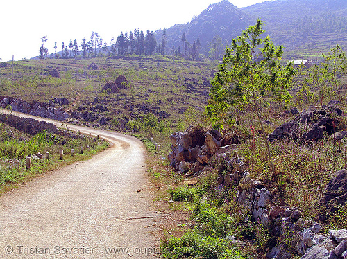 marijuana plant on the side of the road, cannabis sativa, ganja, indian hemp, landscape, mèo vạc, plant, weed, wild cannabis