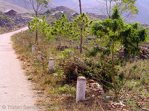 marijuana plants on road side (vietnam), cannabis sativa, ganja, indian hemp, mèo vạc, plant, weed, wild cannabis