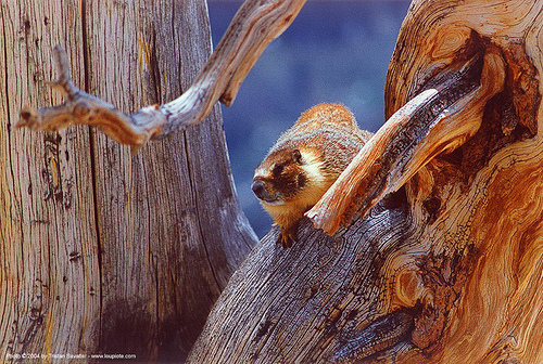 marmot on a dead tree, marmot, tree, wildlife, wood