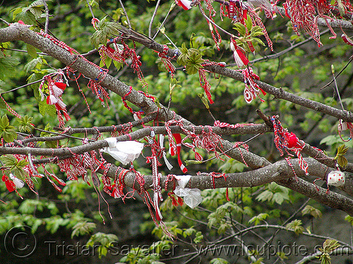 martenitsa - good-luck rubans - tree branches (bulgaria), branches, good-luck, martenitsa, rubans, tree