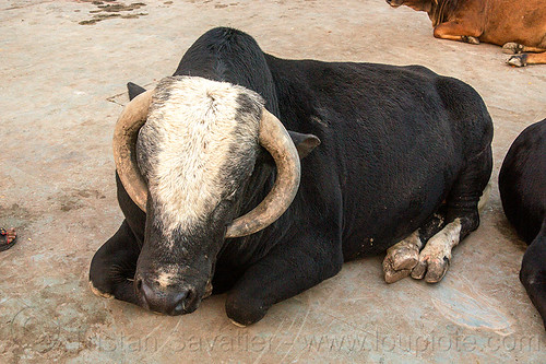 massive bull lying down (india), big, huge, india, large, lying down, resting, sleeping bull, street cow, varanasi