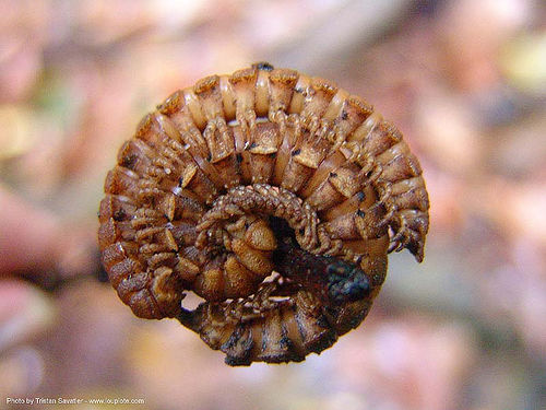 mating millipedes - myriapods - polydesmida, arthropods, brown, bugs, chilognatha, coiled, curled, defensive, diplopoda, helminthomorpha, indochina peninsula, large, mating, millipedes, myriapoda, myriapods, polydesmida, reproduction, rolled, southeast asia, wildlife