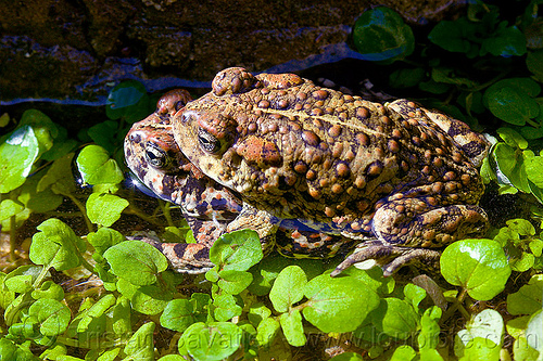 mating toads - anaxyrus boreas halophilus (california toads), amphibian, anaxyrus boreas halophilus, california toads, darwin falls, death valley, mating, plants, pond, western toads, wildlife
