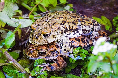 mating toads - california toads, amphibian, anaxyrus boreas halophilus, california toads, darwin falls, death valley, mating, pond, western toads, wildlife