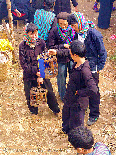 men looking at caged birds - vietnam, hill tribes, indigenous, mèo vạc, vietnam