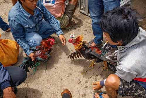 men training their gamecocks for fight, bolu market, cock-fighting, cockfight, fighting roosters, man, pasar bolu, rantepao, tana toraja