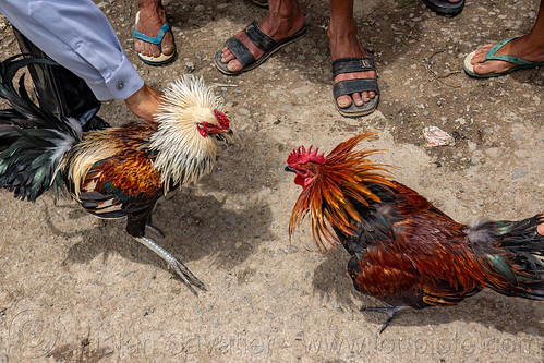 men training their gamecocks for fight, bolu market, cock-fighting, cockfight, fighting roosters, pasar bolu, rantepao, tana toraja