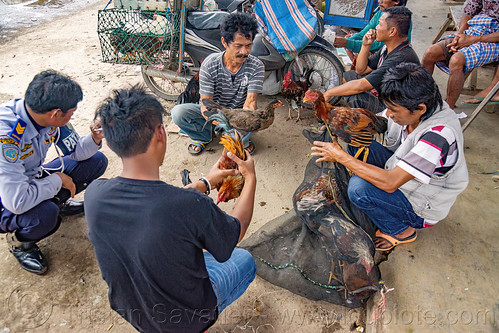 men training their gamecocks for fight, bolu market, cock-fighting, fighting rooster, man, pasar bolu, rantepao, tana toraja