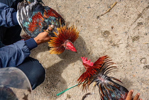 men training their gamecocks for fight, bolu market, cock-fighting, cockfight, fighting roosters, man, pasar bolu, rantepao, tana toraja