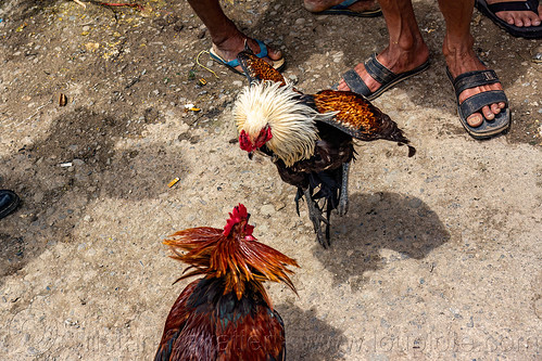 men training their gamecocks for fight, bolu market, cock-fighting, cockfight, fighting roosters, pasar bolu, rantepao, tana toraja