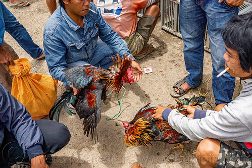 men training their gamecocks for fight, bolu market, cock-fighting, cockfight, fighting roosters, man, pasar bolu, rantepao, tana toraja