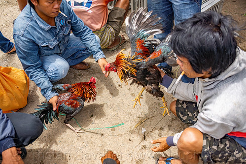 men training their gamecocks for fight, bolu market, cock-fighting, cockfight, fighting roosters, man, pasar bolu, rantepao, tana toraja