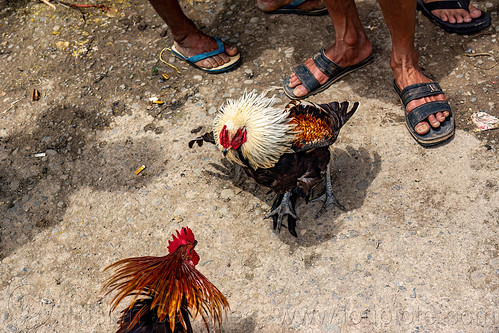 men training their gamecocks for fight, bolu market, cock-fighting, cockfight, fighting roosters, pasar bolu, rantepao, tana toraja