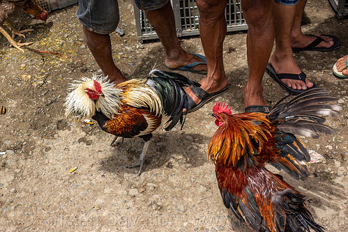 men training their gamecocks for fight, bolu market, cock-fighting, cockfight, fighting roosters, pasar bolu, rantepao, tana toraja