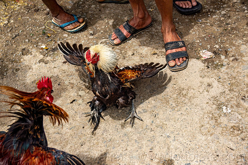 men training their gamecocks for fight, bolu market, cock-fighting, cockfight, fighting roosters, pasar bolu, rantepao, tana toraja