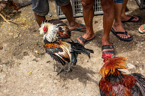 men training their gamecocks for fight, bolu market, cock-fighting, cockfight, fighting roosters, pasar bolu, rantepao, tana toraja