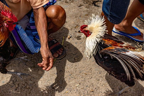 men training their gamecocks for fight, bolu market, cock-fighting, fighting rooster, man, pasar bolu, rantepao, tana toraja