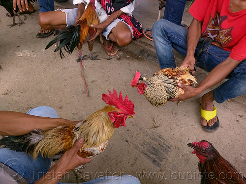 men training their gamecocks for fight, bolu market, cock-fighting, cockfight, fighting roosters, men, pasar bolu, rantepao, tana toraja