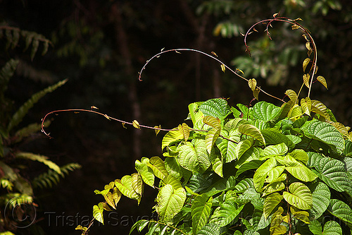 merremia peltata plant (borneo), borneo, climbing plants, convolvulaceae, creeper plants, flowering vine, gunung mulu national park, jungle, leaves, malaysia, merremia peltata, rain forest