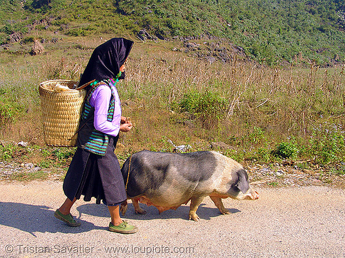 miao tribe woman with her pig on the road - vietnam, asian woman, hill tribes, indigenous, mature woman, miao tribe, mèo vạc, old, pig, vietnam