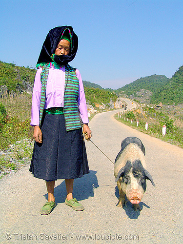 miao tribe woman with her pig on the road - vietnam, asian woman, hill tribes, indigenous, mature woman, miao tribe, mèo vạc, old, pig, vietnam