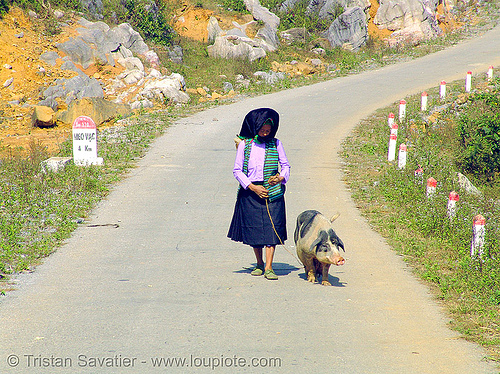 miao tribe woman with her pig on the road - vietnam, asian woman, hill tribes, indigenous, mature woman, miao tribe, mèo vạc, old, pig