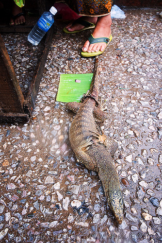 monitor lizard (live) on the market, bushmeat, giant lizard, luang prabang, monitor lizard, varanidae, varanus