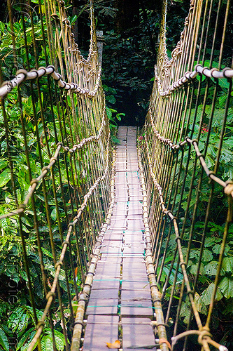 monkey bridge in the jungle, borneo, cables, gunung mulu national park, hiking, jungle, knots, lumber, malaysia, melinau river, pedestrian bridge, rain forest, ropes, sungai melinau, suspension bridge, trees, trekking, vanishing point