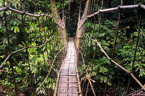 monkey bridge over melinau river - gunung mulu national park (borneo), borneo, cables, gunung mulu national park, hiking, jungle, knots, lumber, malaysia, melinau river, pedestrian bridge, rain forest, ropes, sungai melinau, suspension bridge, trees, trekking, vanishing point