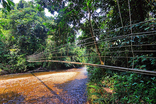 monkey bridge over river, borneo, gunung mulu national park, hiking, jungle, malaysia, melinau river, monkey bridge, pedestrian bridge, plant, rain forest, sungai melinau, suspension bridge, trekking