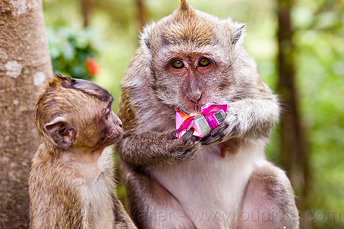 monkey eating junk food, baby animal, crab-eating macaque, junk food, juvenile, learning, macaca fascicularis, macaque monkeys, macaques, monkey, plastic bag, plastic packaging, plastic trash, single use plastics, teaching, wild, wildlife