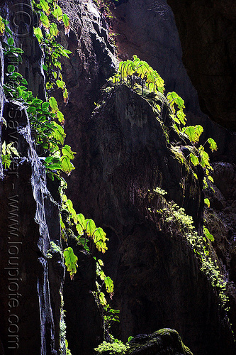 monophyllaea in natural cave, backlight, bau, borneo, caving, fairy cave, gesneriaceae, gesneriad, green leaves, malaysia, monophyllaea, natural cave, plants, spelunking, unidentified plant