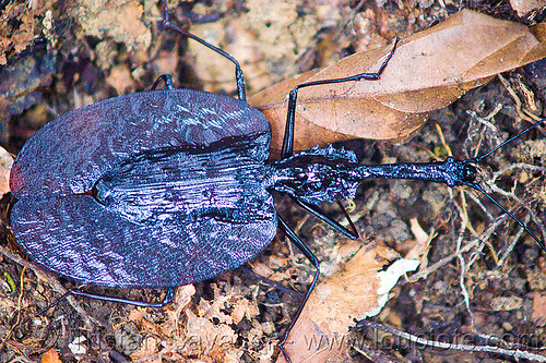 mormolyce phyllodes - violin beetle, borneo, gunung mulu national park, insect, malaysia, mormolyce phyllodes, violin beetle, wildlife