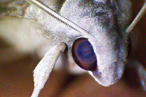 moth head - macro, borneo, closeup, eye, gunung mulu national park, head, insect, malaysia, moth, reverse lens macro, stacked focus, wildlife