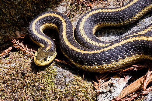 mountain gartersnake - thamnophis elegans (california), big sur, colubrid, curled, hiking, mountain garter snake, pine ridge trail, striped, strips, thamnophis elegans elegans, trekking, vantana wilderness, western terrestrial garter snake, wildlife, yellow